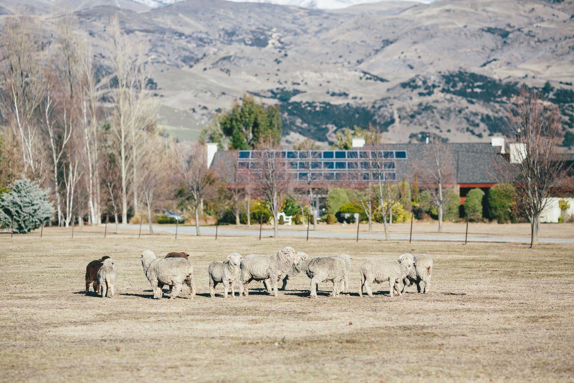 וואנאקה Lime Tree Lodge מראה חיצוני תמונה